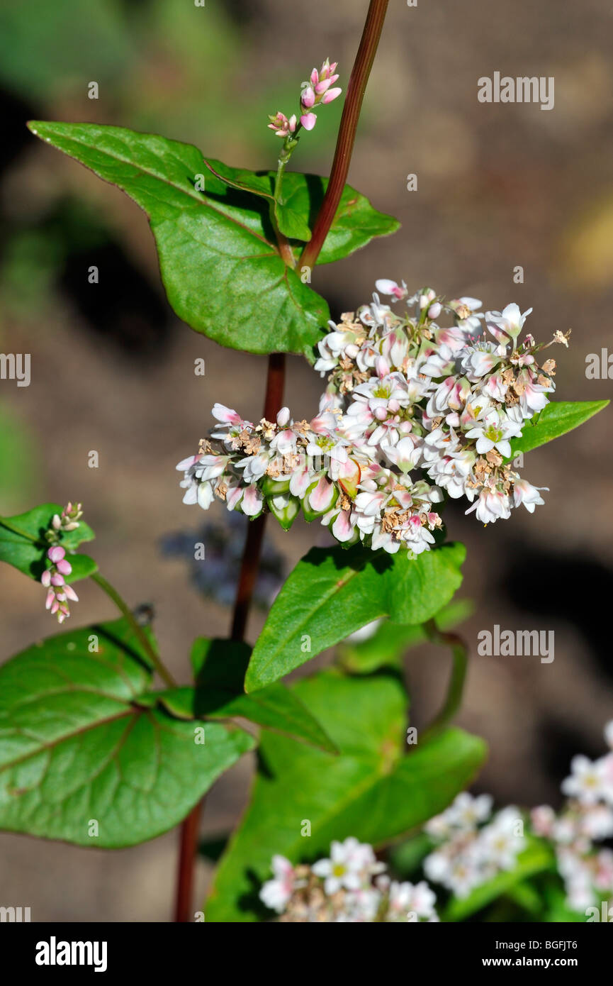 Buckwheat (Fagopyrum esculentum) in flower, native to China Stock Photo