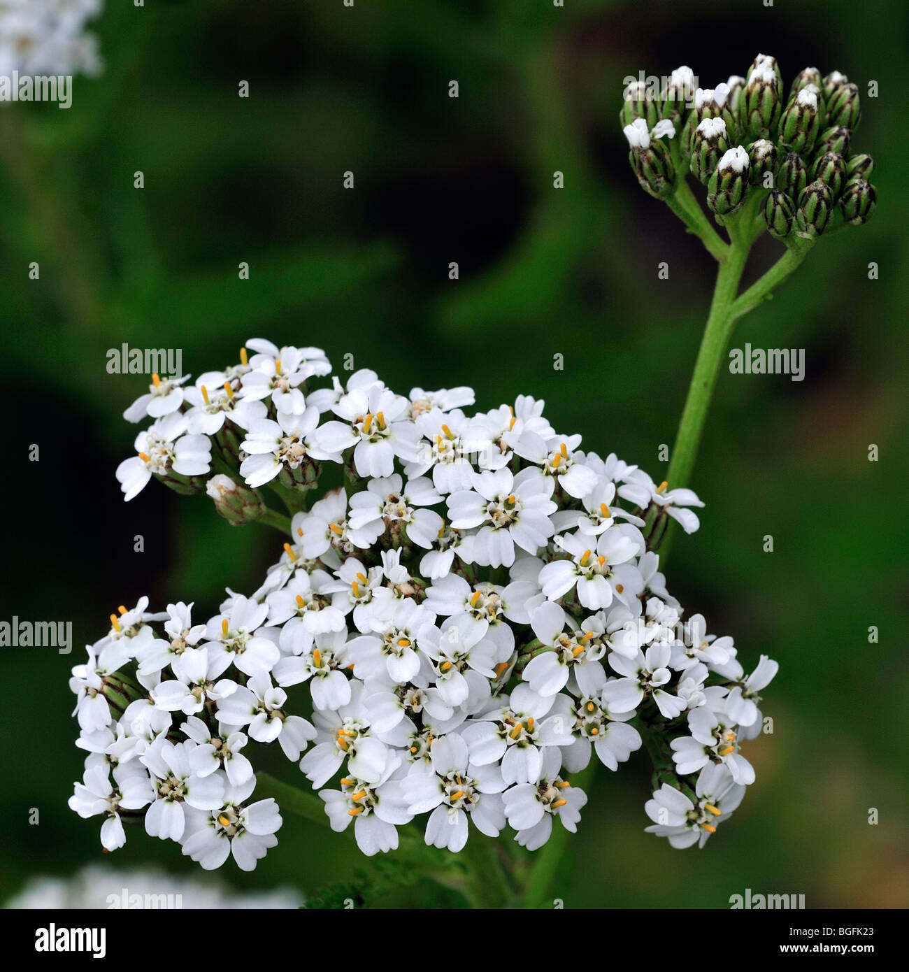 Common yarrow / Sanguinary / Milfoil / Thousand-seal (Achillea millefolium) in flower, Belgium Stock Photo