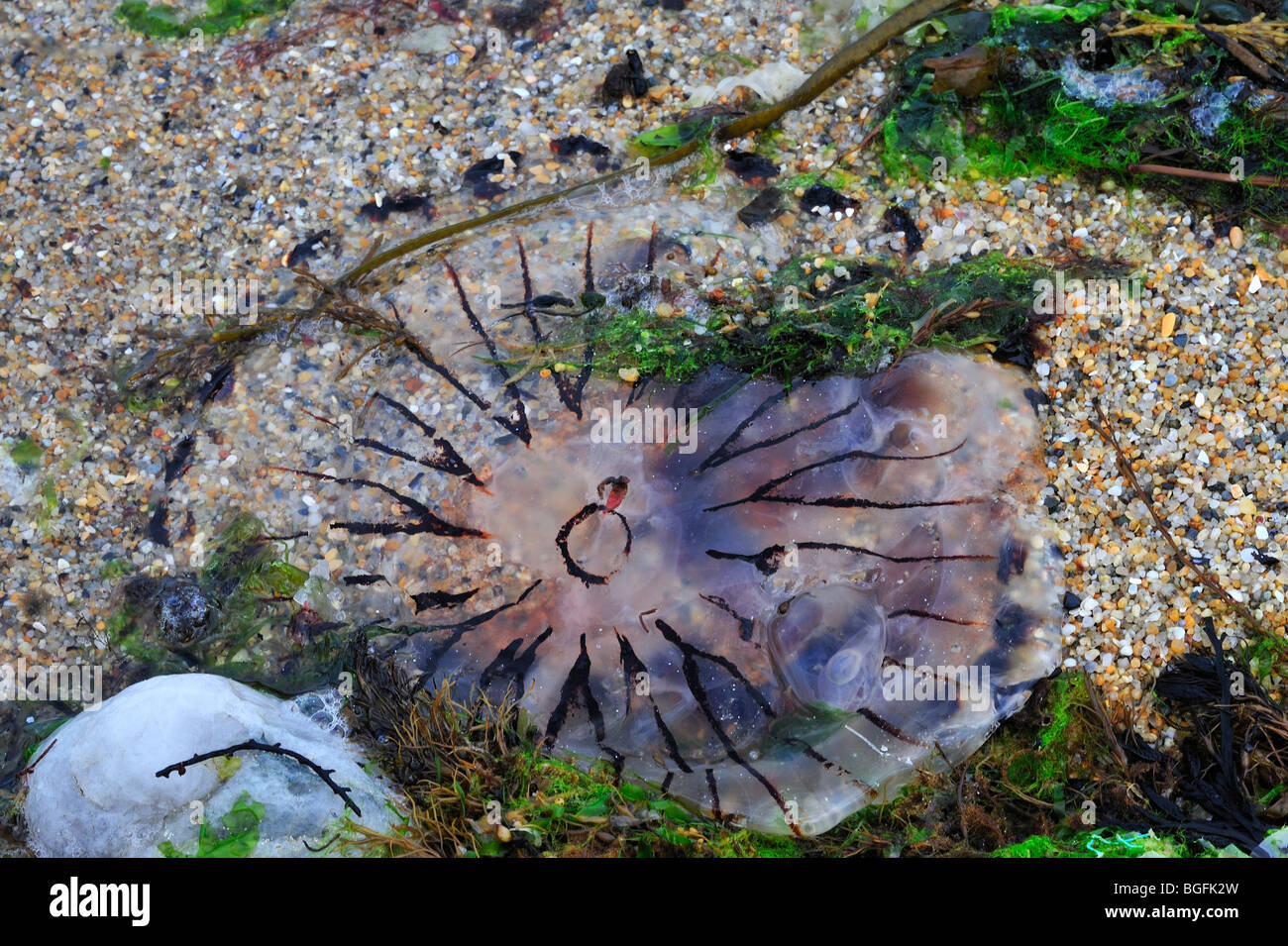 Compass jellyfish (Chrysaora hysoscella) washed ashore on beach Stock Photo