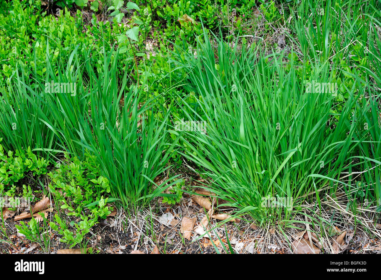 Hare's-tail Cottongrass / Tussock Cottongrass / Sheathed Cottonsedge (Eriophorum vaginatum) in spring Stock Photo