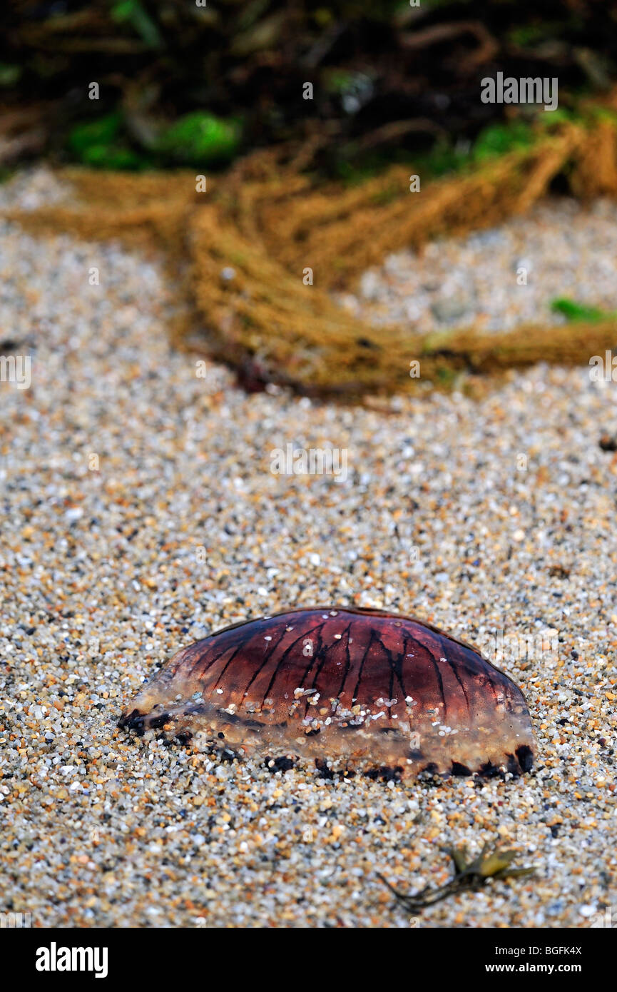 Compass jellyfish (Chrysaora hysoscella) washed ashore on beach Stock Photo