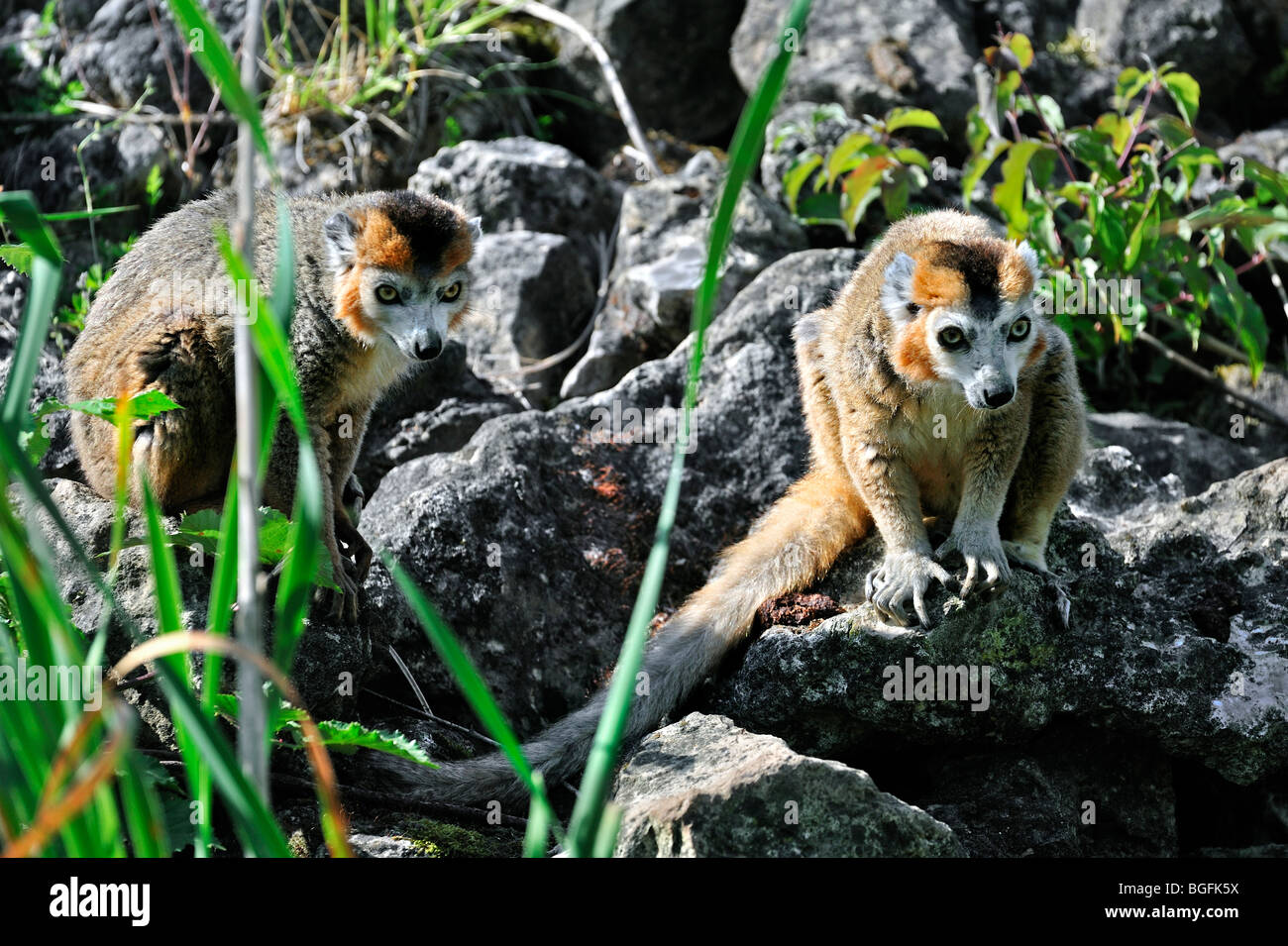Crowned lemurs (Eulemur coronatus) native to Madagascar Stock Photo