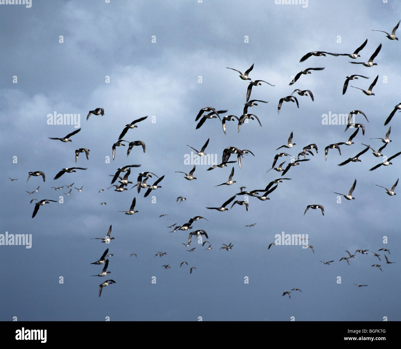 Irish Birds, Brent Geese, Stock Photo