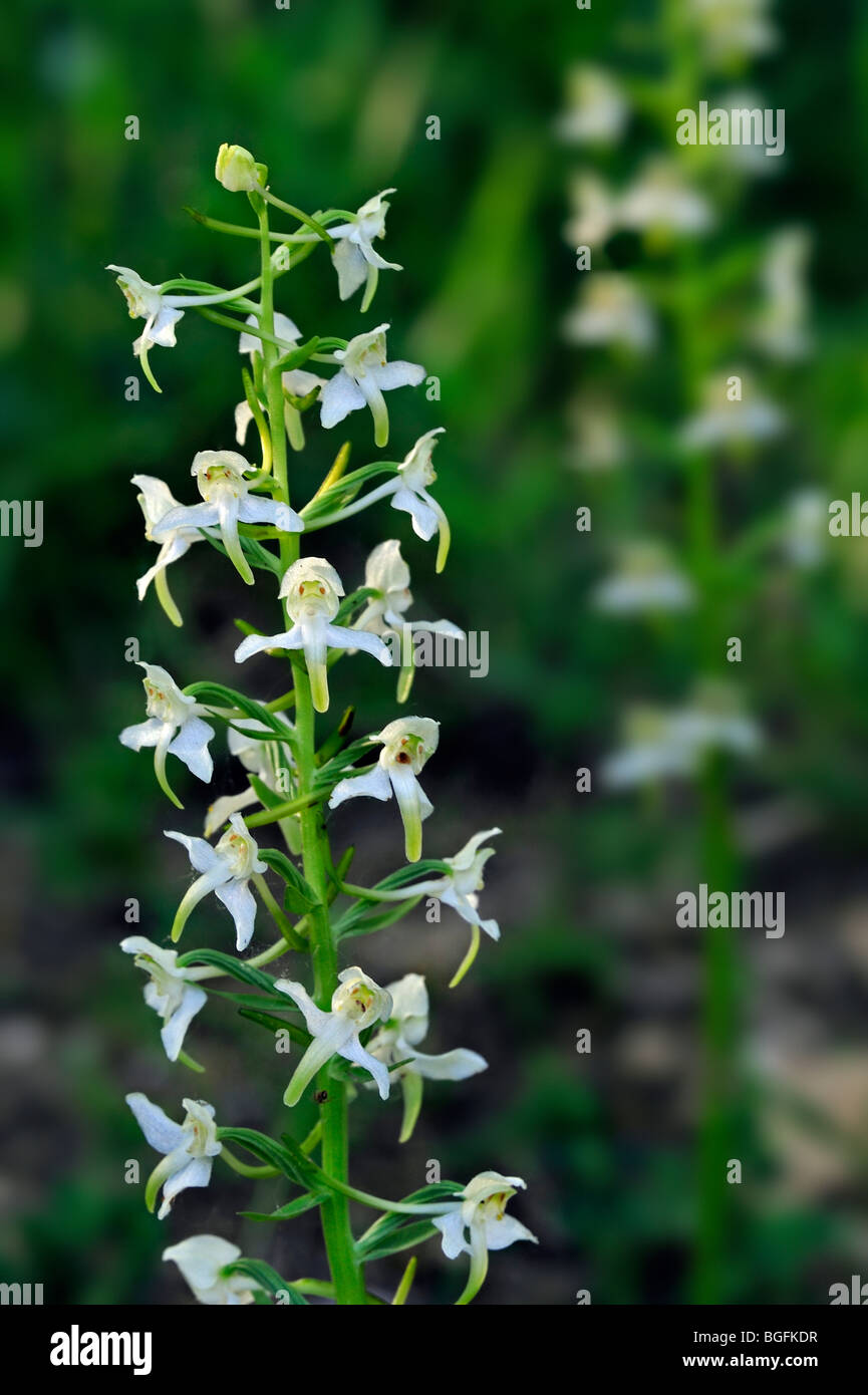 Greater butterfly orchid (Platanthera chlorantha) in flower Stock Photo