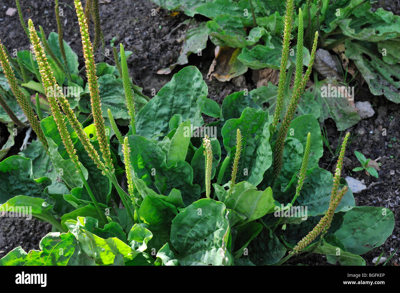 Greater plantain / Common plantain (Plantago major) Stock Photo