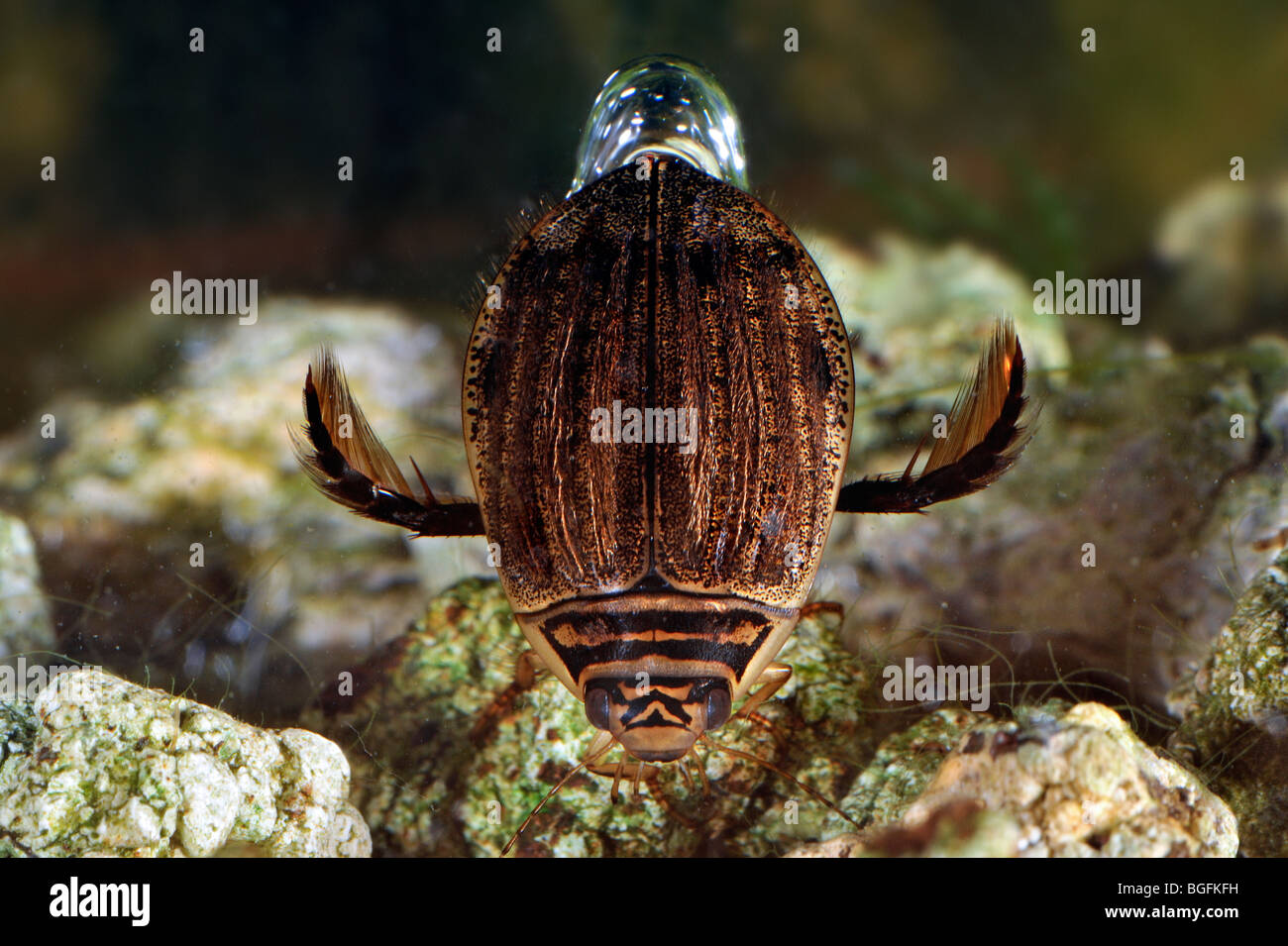 Lesser / Grooved diving beetle (Acilius sulcatus) swimming underwater with air bubble between