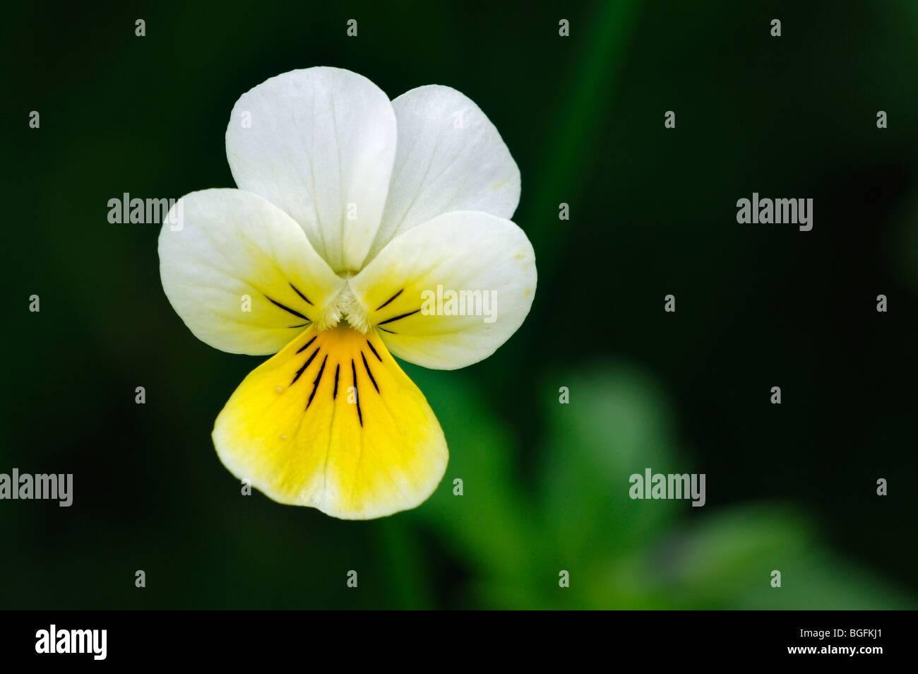 Wild pansy / heartsease / heart's ease (Viola tricolor) in flower in spring Stock Photo