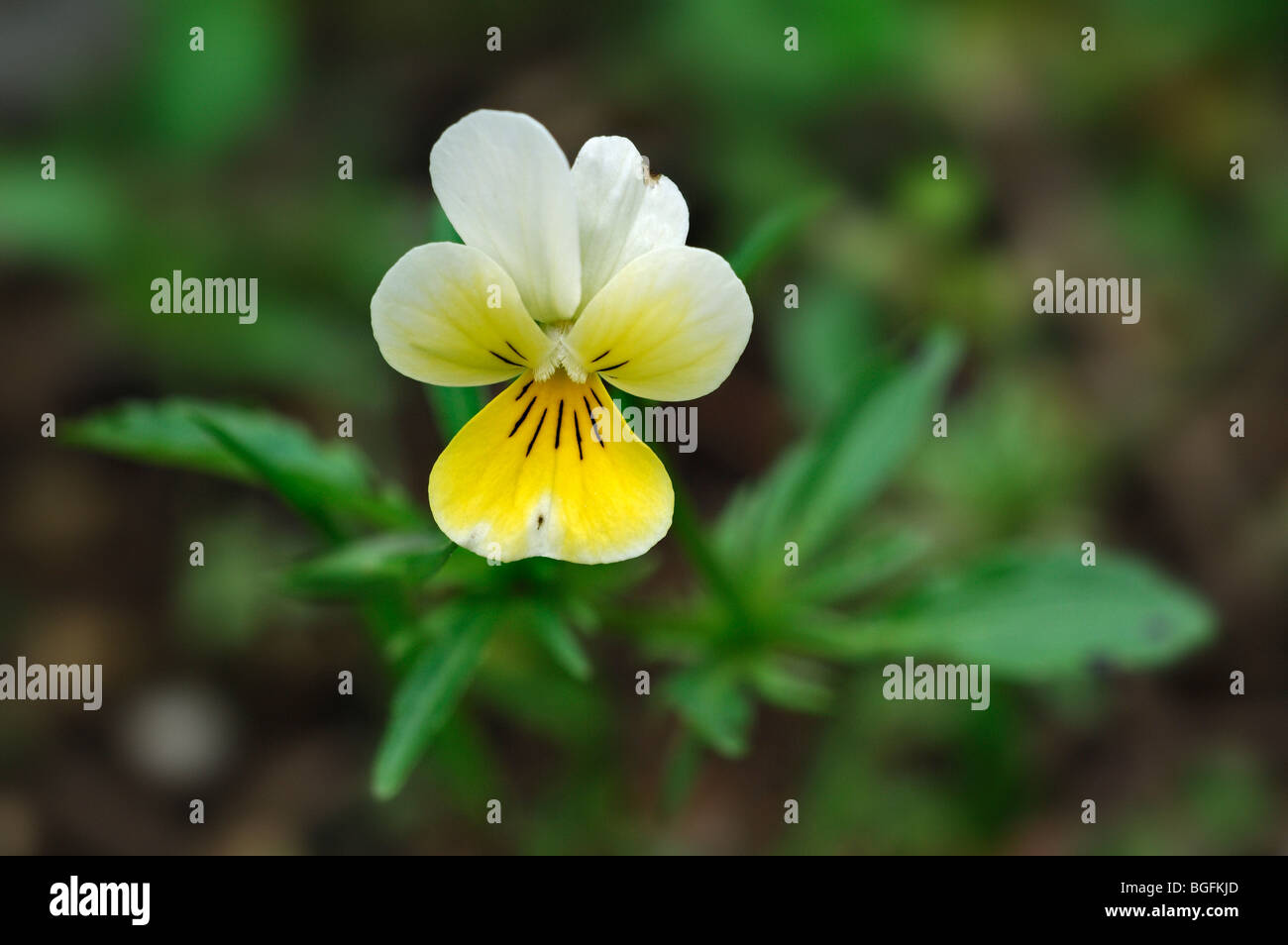 Wild pansy / heartsease / heart's ease (Viola tricolor) in flower in spring Stock Photo