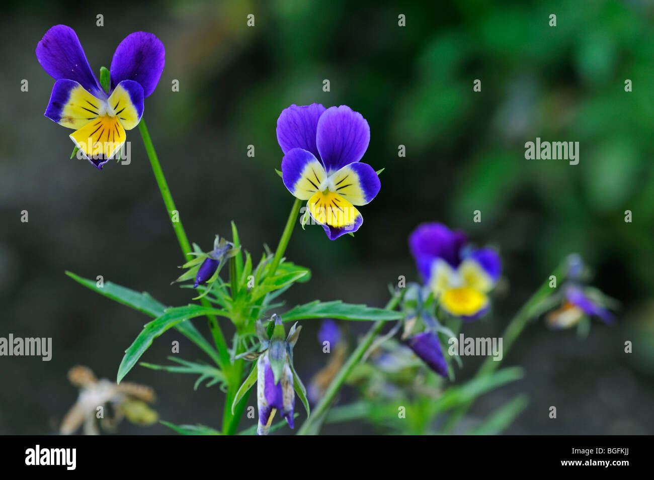 Wild pansies / heartsease / heart's ease (Viola tricolor) in flower in spring Stock Photo