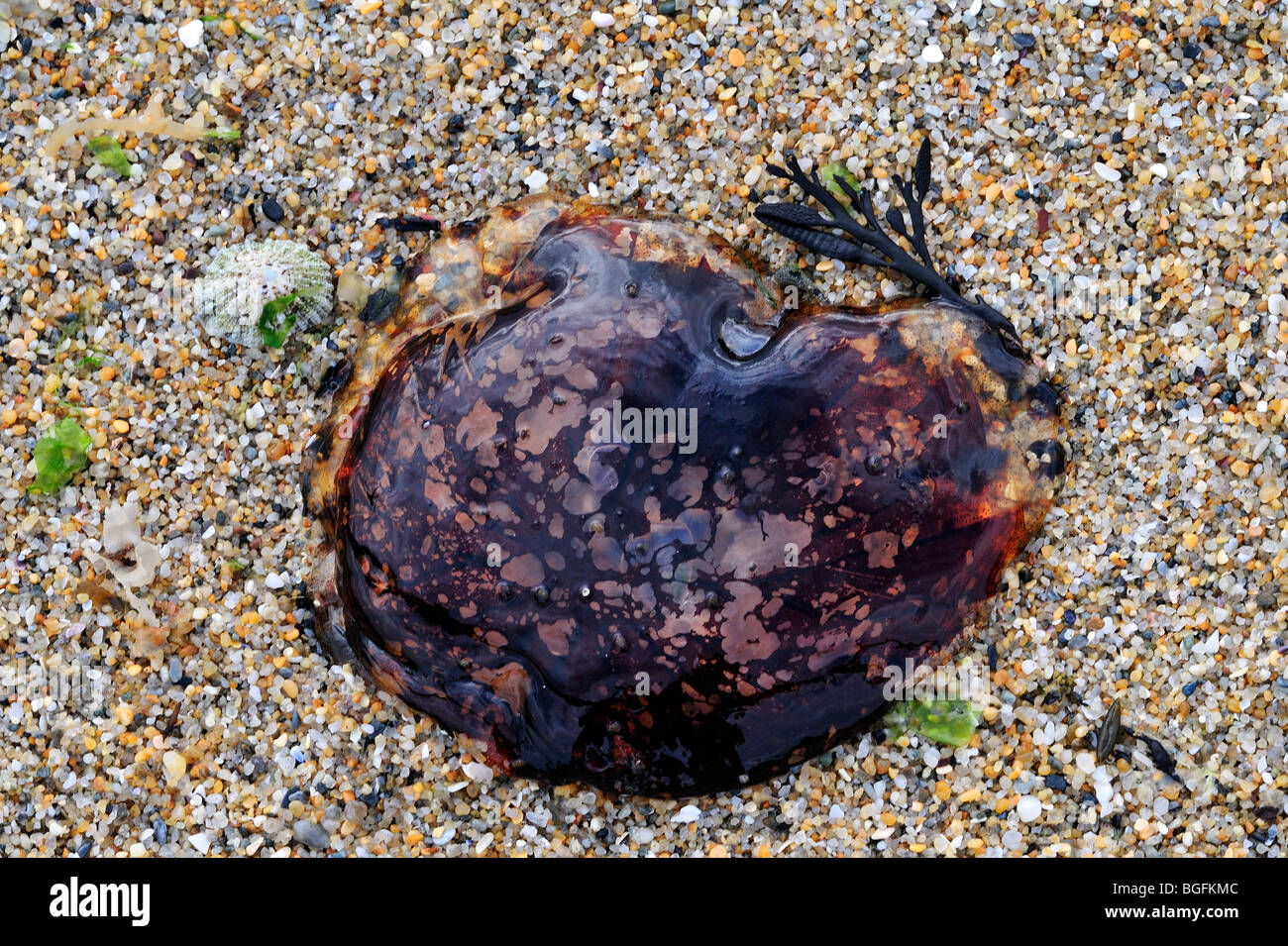 Lion's mane jellyfish / hair jelly (Cyanea capillata) washed ashore on beach, Brittany, France Stock Photo