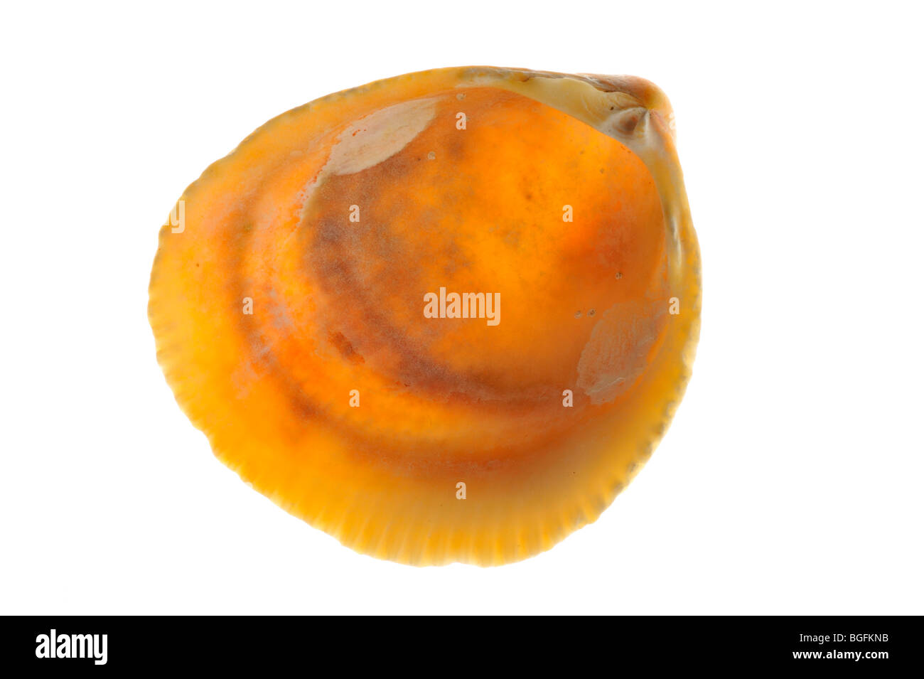Smooth / Norway cockle (Laevicardium crassum) shell, Brittany, France Stock Photo