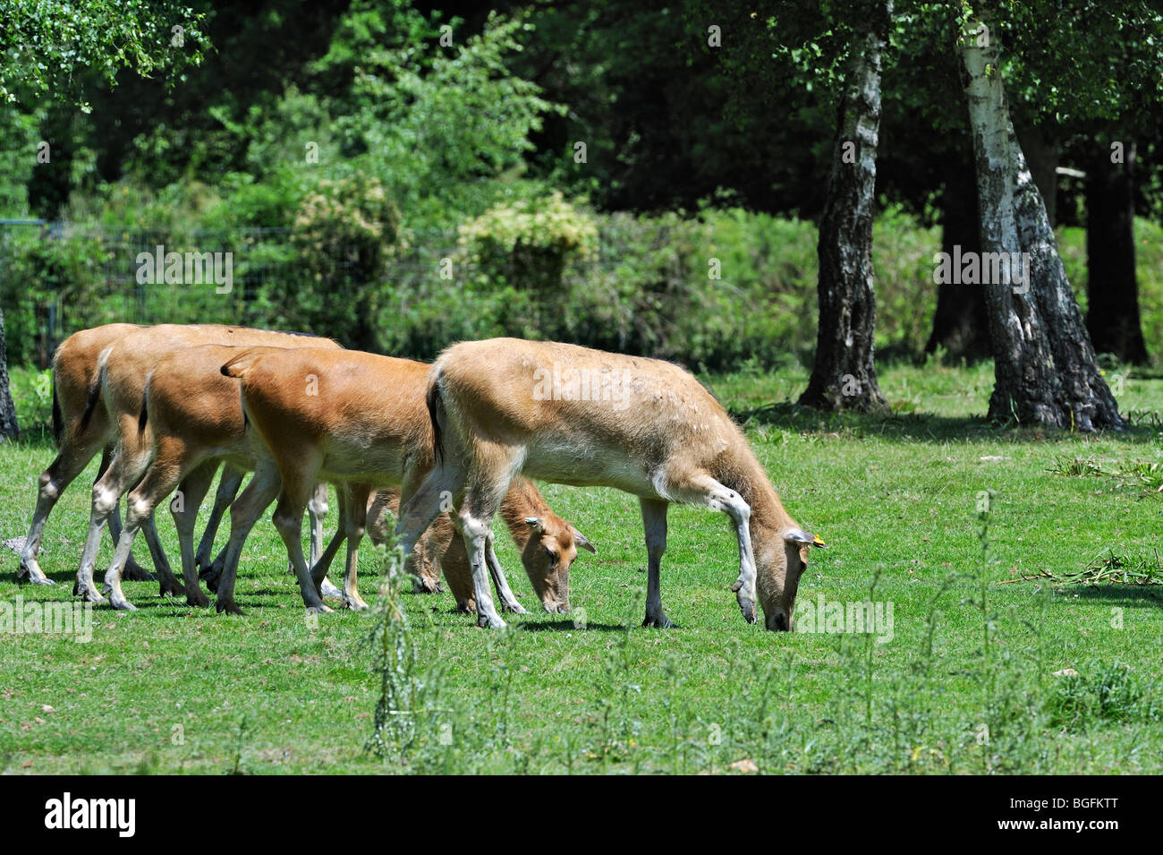 Pere David's deer / Milu (Elaphurus davidianus) hinds, native to China Stock Photo