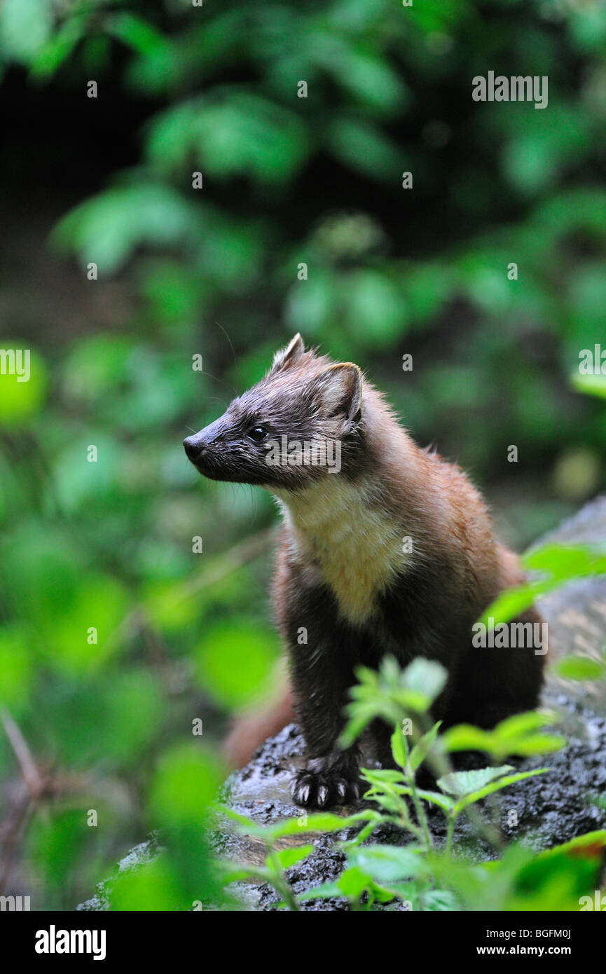 European pine marten sitting on hi-res stock photography and images - Alamy