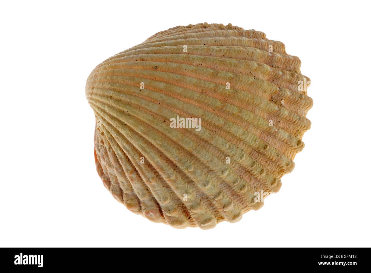 Prickly cockle (Acanthocardia echinata) shell, Brittany, France Stock Photo