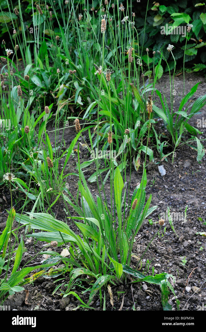 Ribwort plantain / English plantain (Plantago lanceolata) Stock Photo