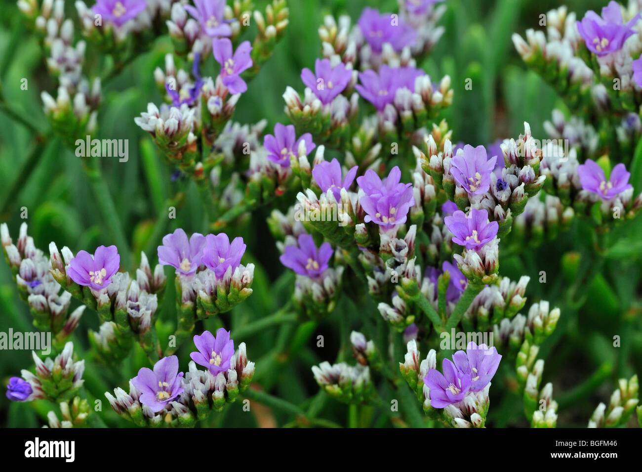 Rock sea lavender / Dwarf sea-lavender (Limonium binervosum), Brittany, France Stock Photo