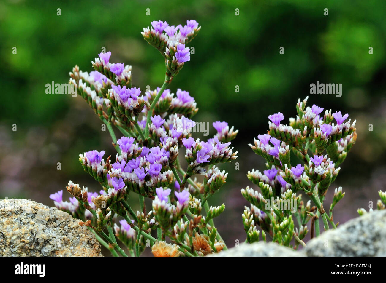 Rock sea lavender / Dwarf sea-lavender (Limonium binervosum), Brittany, France Stock Photo