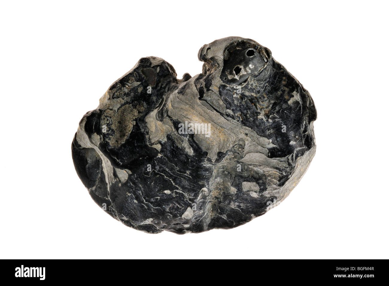 Lower valve of Saddle oyster / Jingle shell (Anomia ephippium), Brittany, France Stock Photo