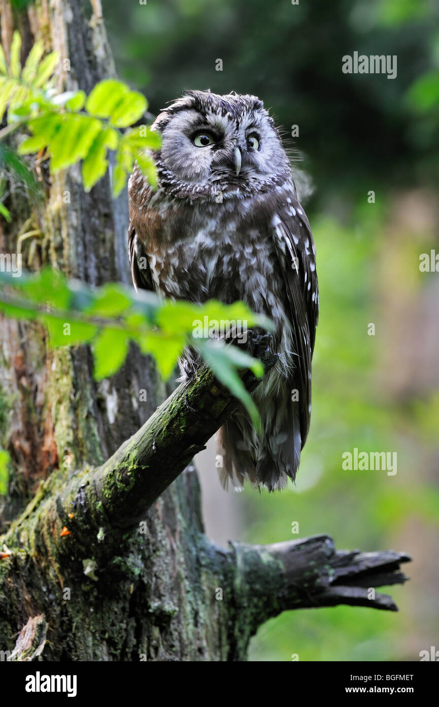 Tengmalm's owl (Aegolius funereus) perched in tree in forest Stock Photo