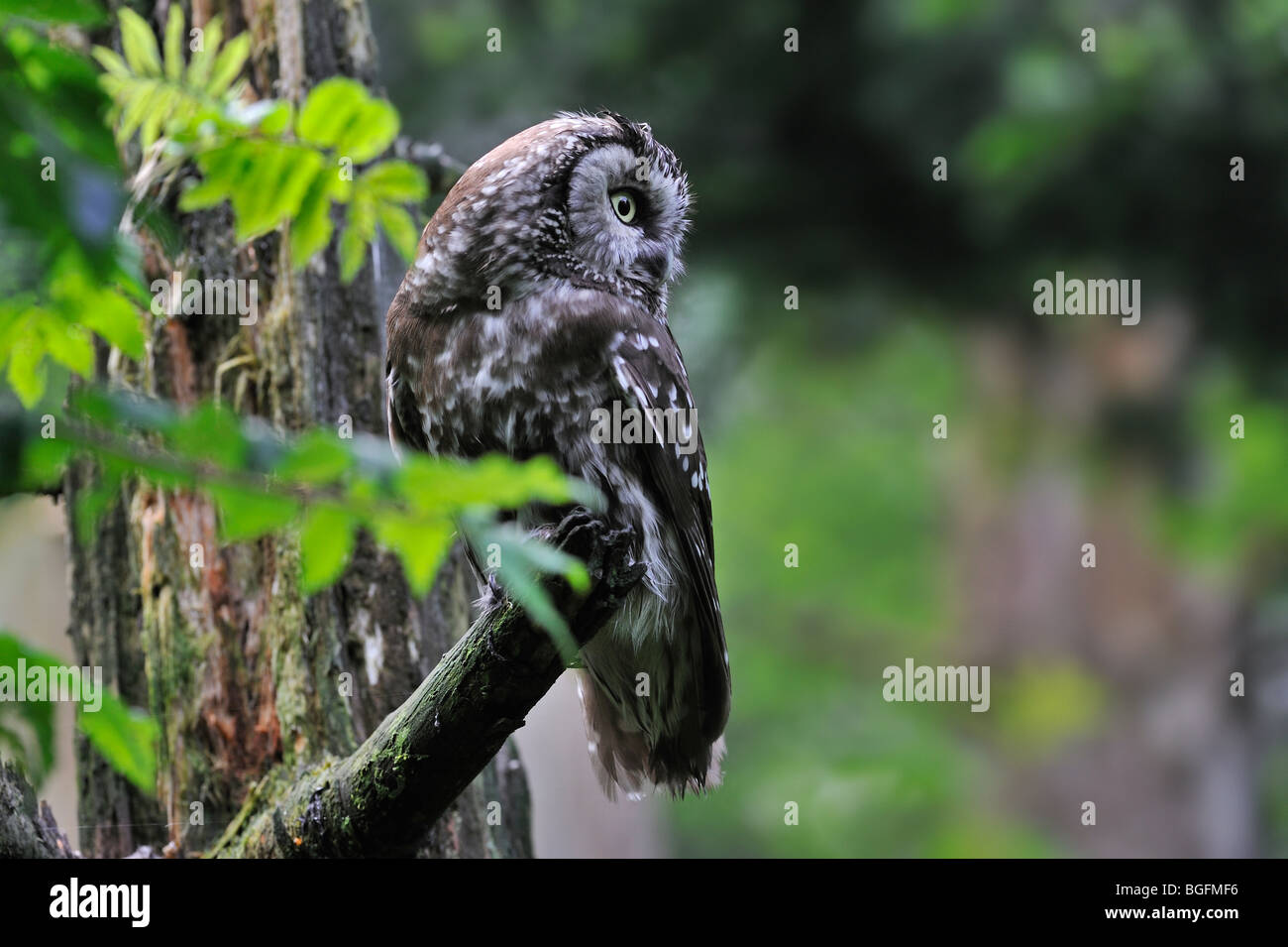 Tengmalm's owl (Aegolius funereus) perched in tree in forest Stock Photo