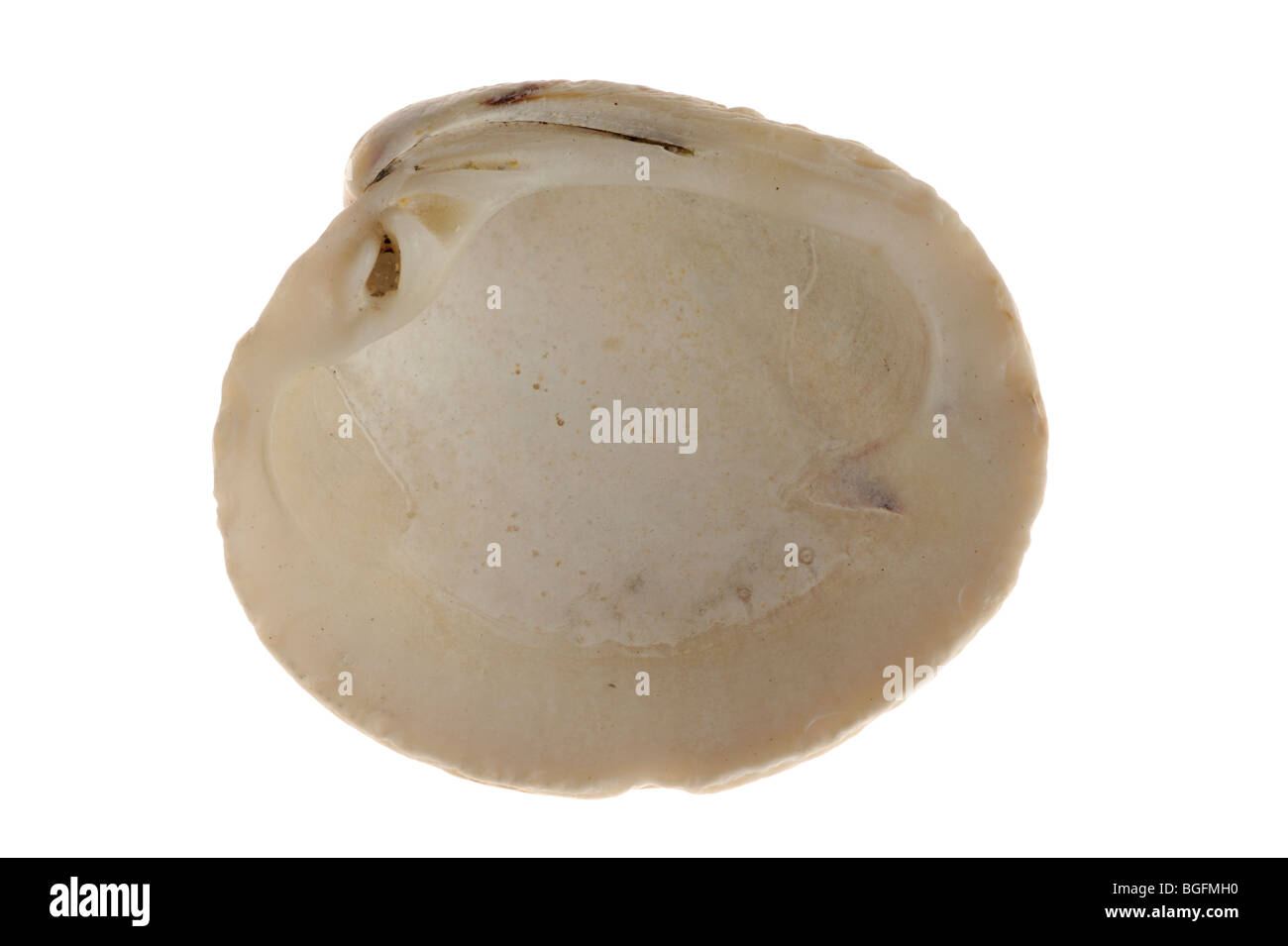 Warty venus (Venus verrucosa) shell, Brittany, France Stock Photo