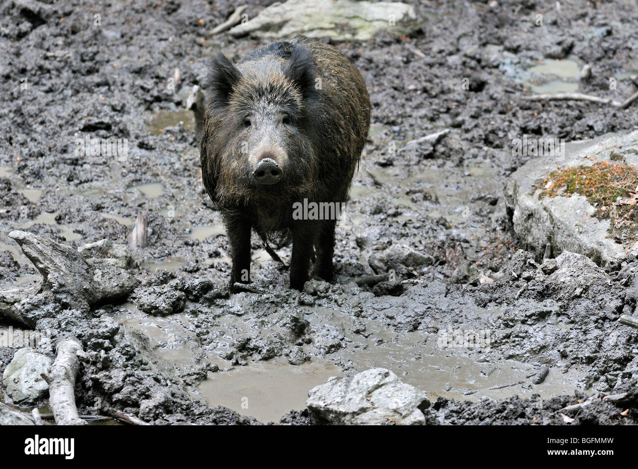 Wild boar (Sus scrofa) taking a mud bath in quagmire to get rid of parasites in forest Stock Photo