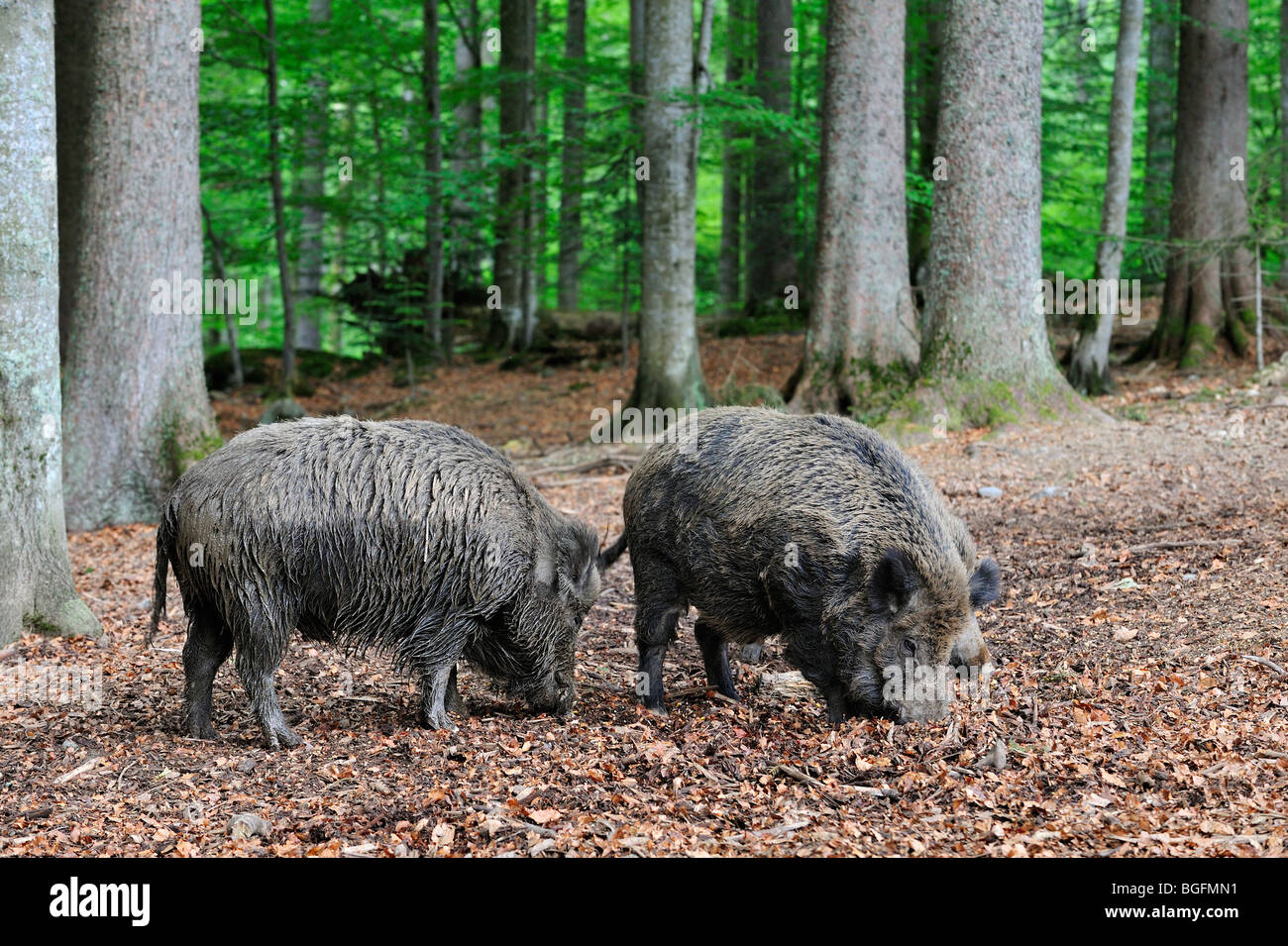 Wild boars (Sus scrofa) sniffing for food among leaves in forest Stock Photo
