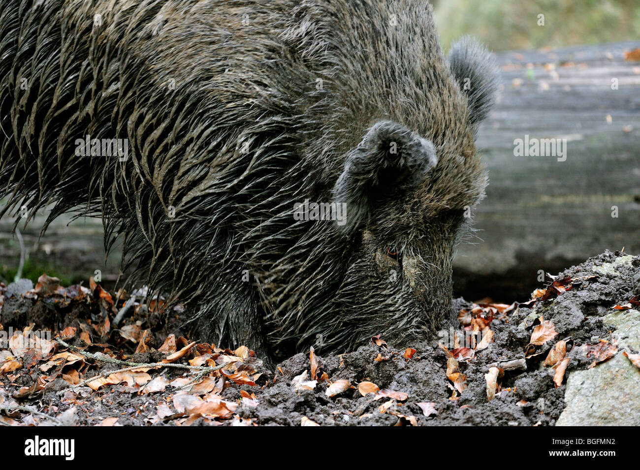 Close up of Wild boar (Sus scrofa) rooting with snout in the mud for food in forest Stock Photo
