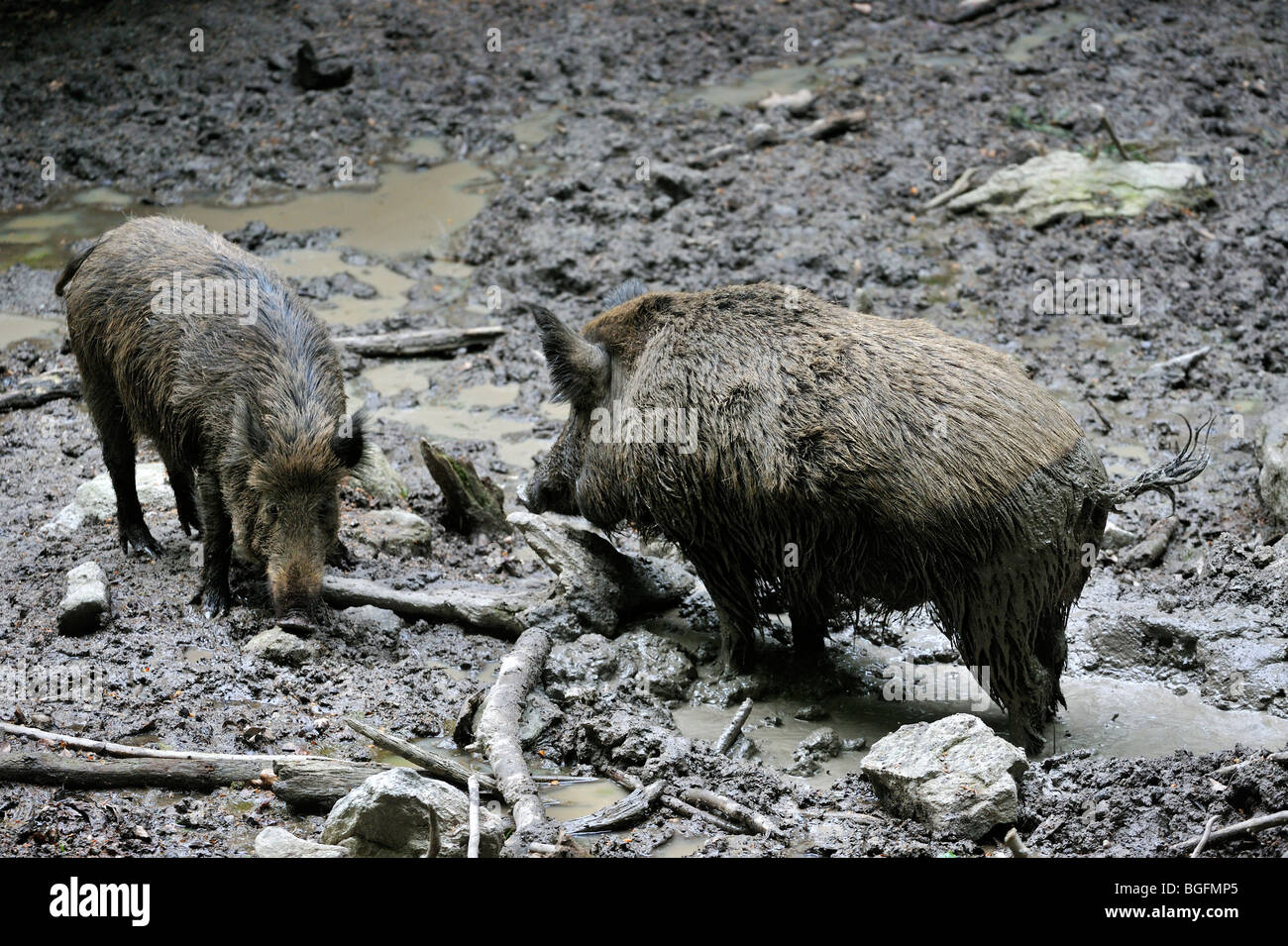 Wild boars (Sus scrofa) taking a mud bath in quagmire to get rid of parasites in forest Stock Photo
