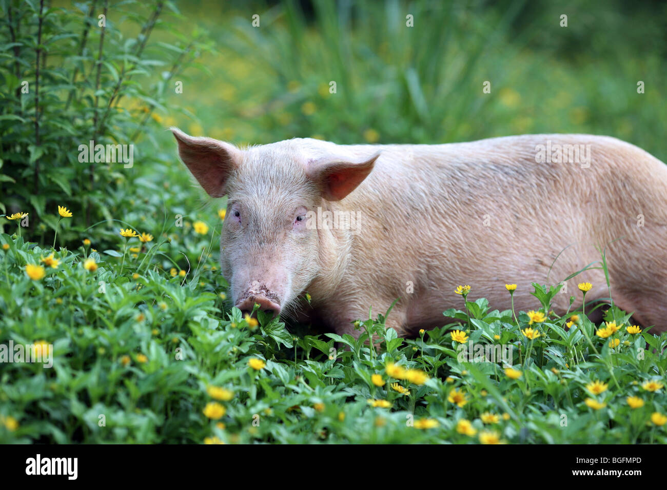 A pig grazes on lush vegetation. Izabel, Livingston, Guatemala, Central