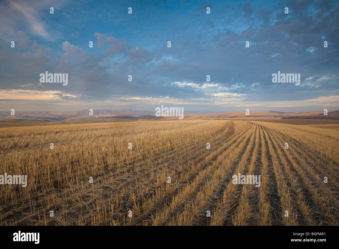 Cut wheatfields in the fall near Boyd, Oregon near sunset in the Columbia River Gorge. Stock Photo