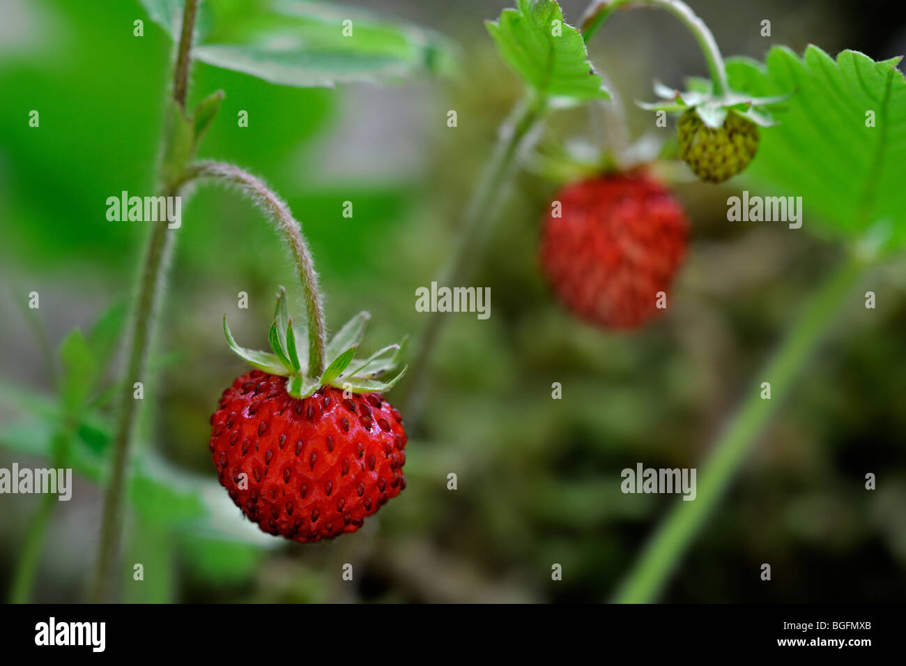 Woodland strawberry / Wild strawberries (Fragaria vesca) close up showing red fruit Stock Photo