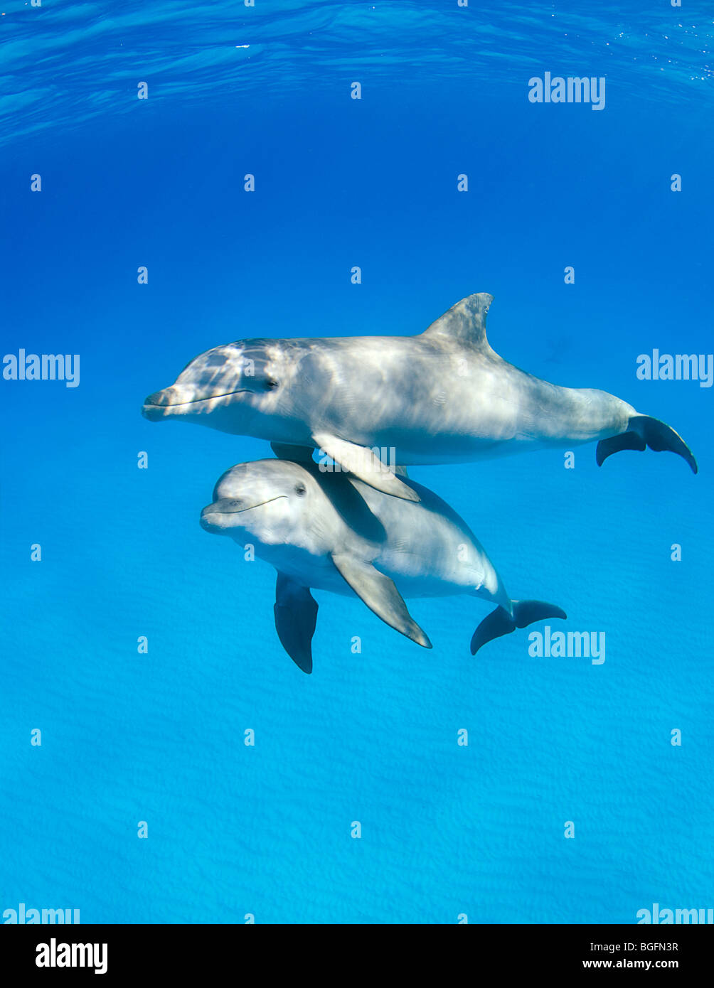 Three Bottlenose Dolphin (Tursiops truncatus) underwater in the Bahamas with another pod in the background. Stock Photo