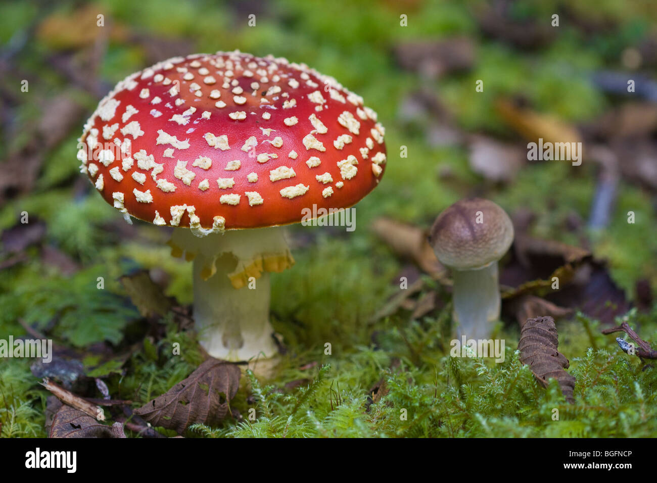 Fly Agaric mushroom Stock Photo