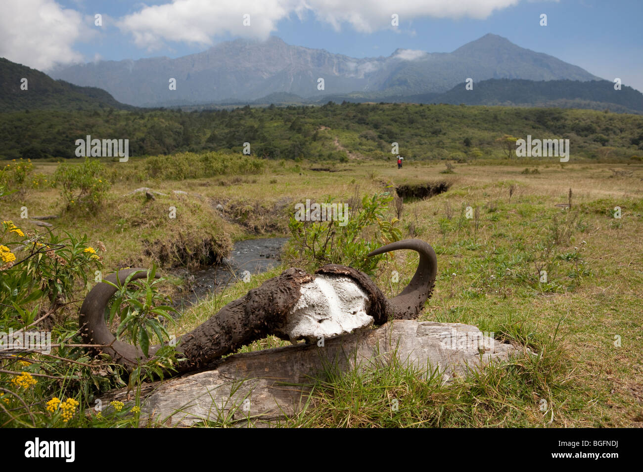 Cape Buffalo horns, Arusha National Park, Tanzania, East Africa. Stock Photo