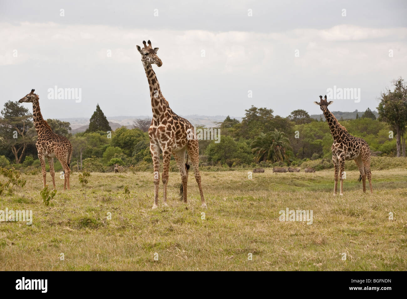 African safari giraffe hi-res stock photography and images - Alamy