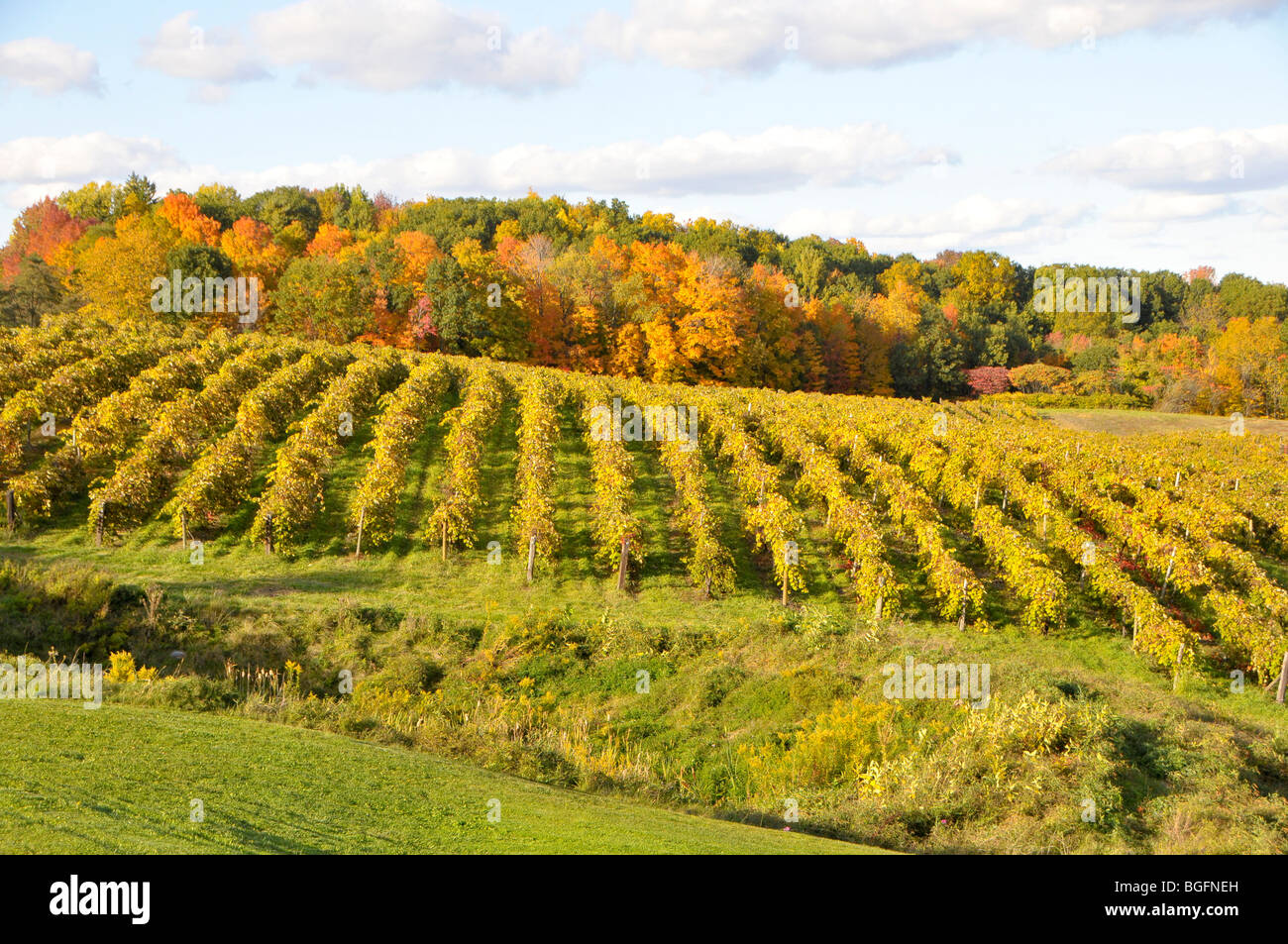 Fall Colors Winery Vineyards Finger Lakes Region New York Stock Photo