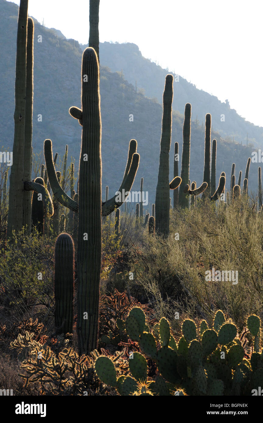 Saguaro cactus (Carnegiea gigantea) grow in the Sonoran Desert in Saguaro National Park in Tucson, Arizona, USA. Stock Photo