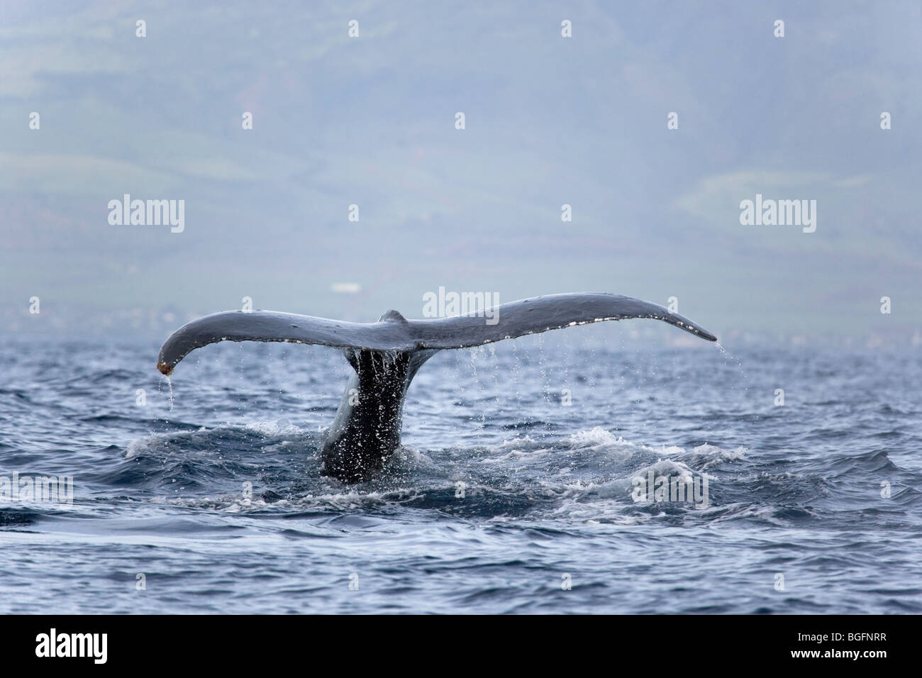 humpback whale tail maui hawaii Stock Photo - Alamy