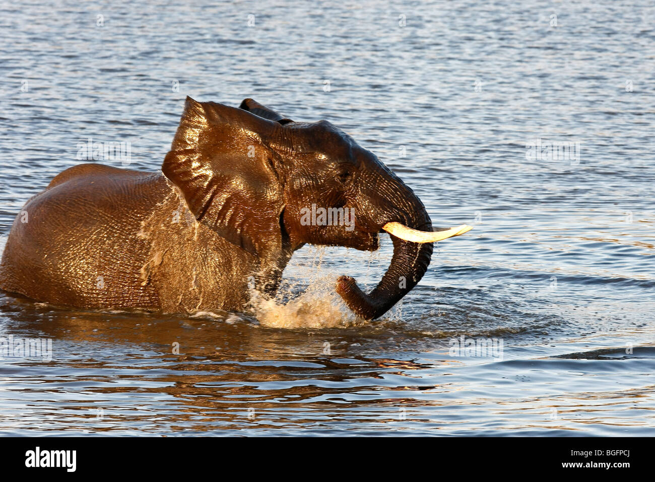 Elephant Swimming in late afternoon light Stock Photo