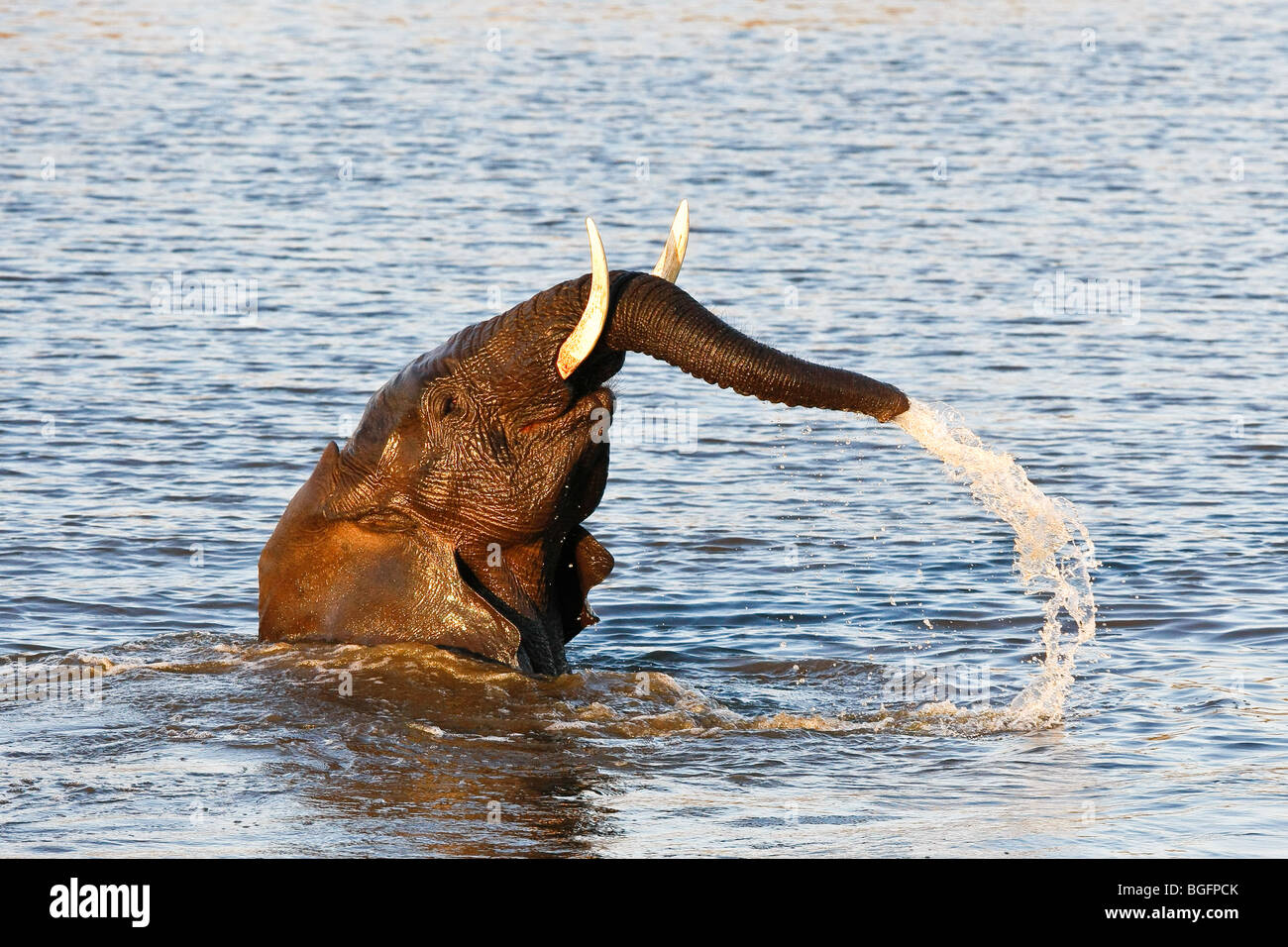 Elephant blowing water through his trunk Stock Photo