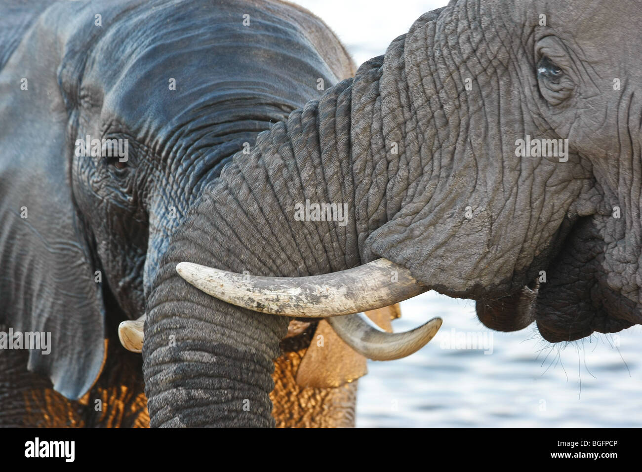 Two Elephant bulls facing each other Close-up Stock Photo