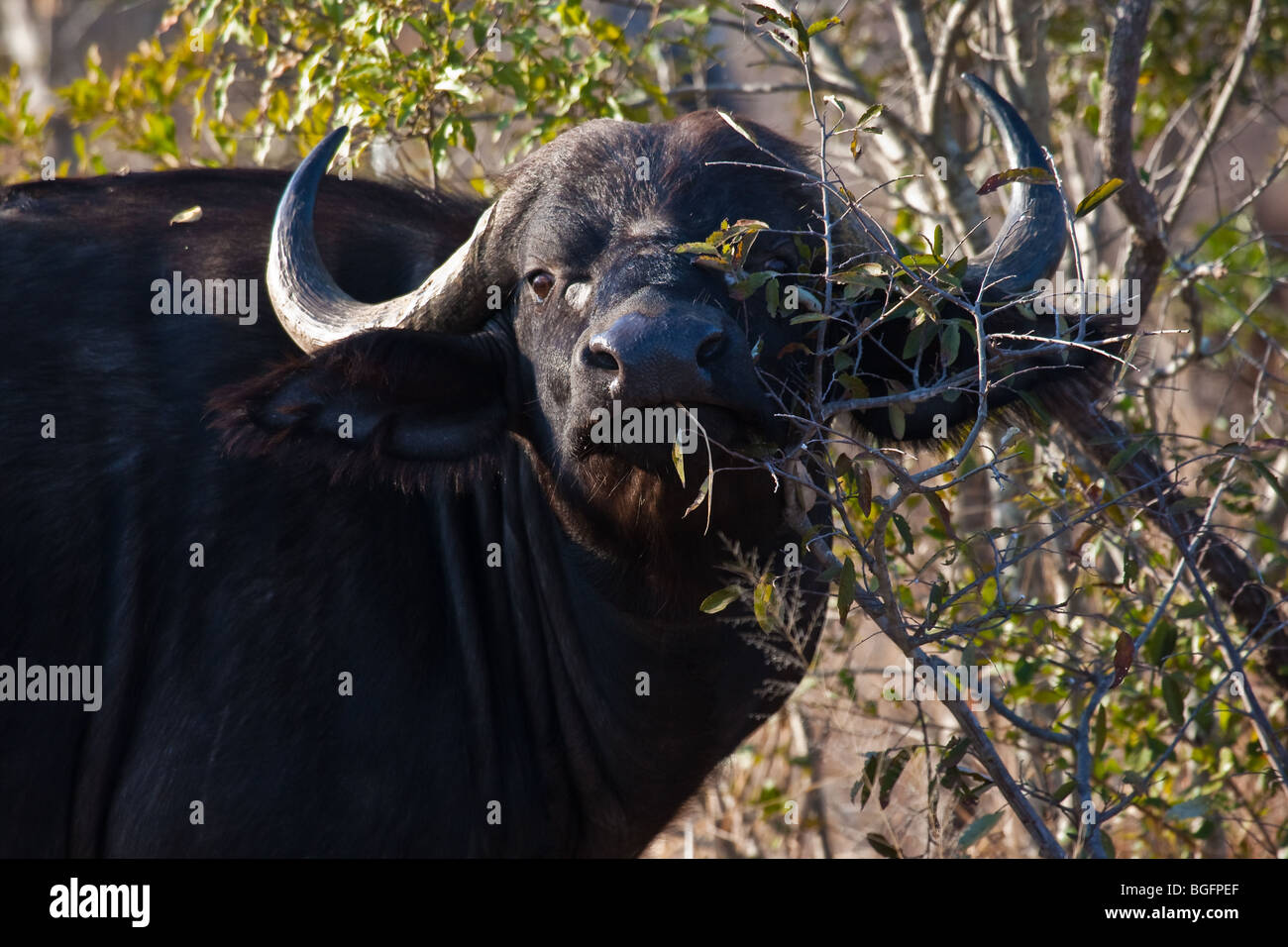 Buffalo Bull facing camera through bushes Stock Photo