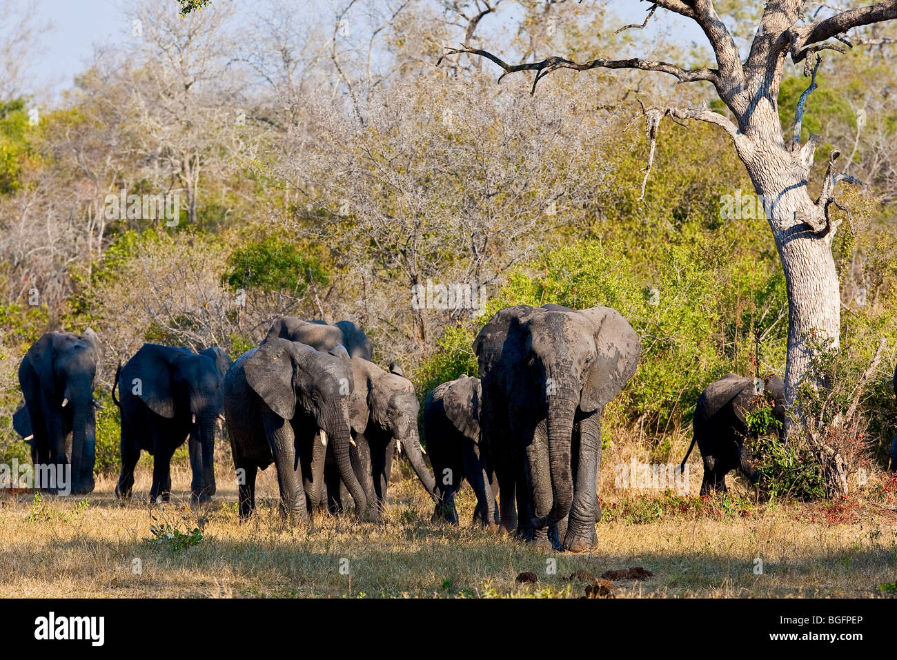 Elephant herd walking towards camera with baby protected between large adult females Stock Photo