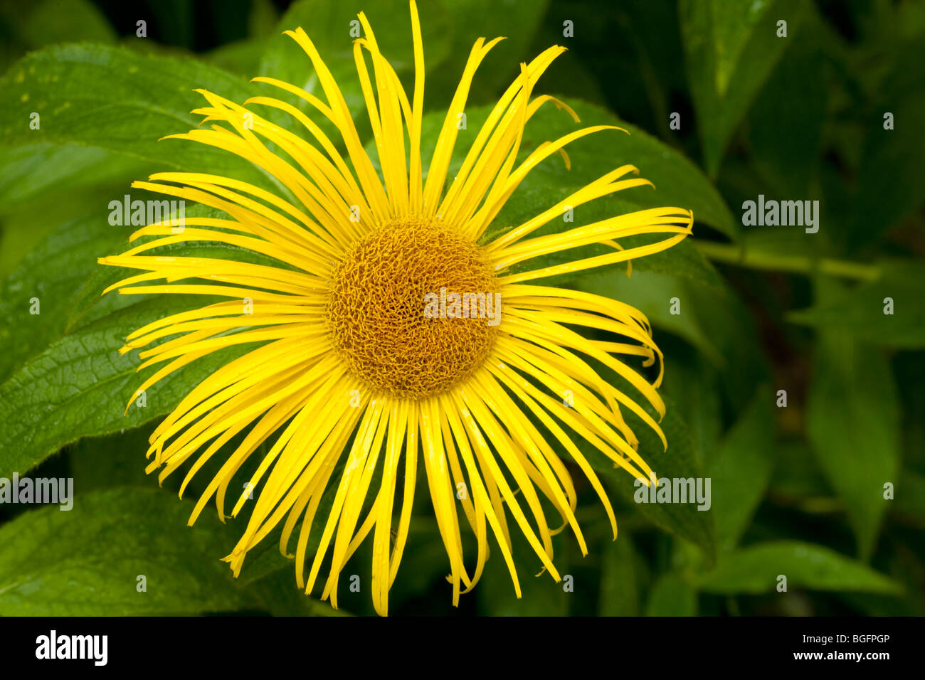 Inula hookeri flower hi-res stock photography and images - Alamy