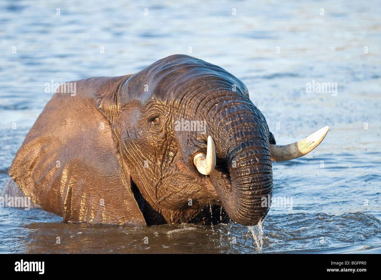 Elephant playing in water Stock Photo