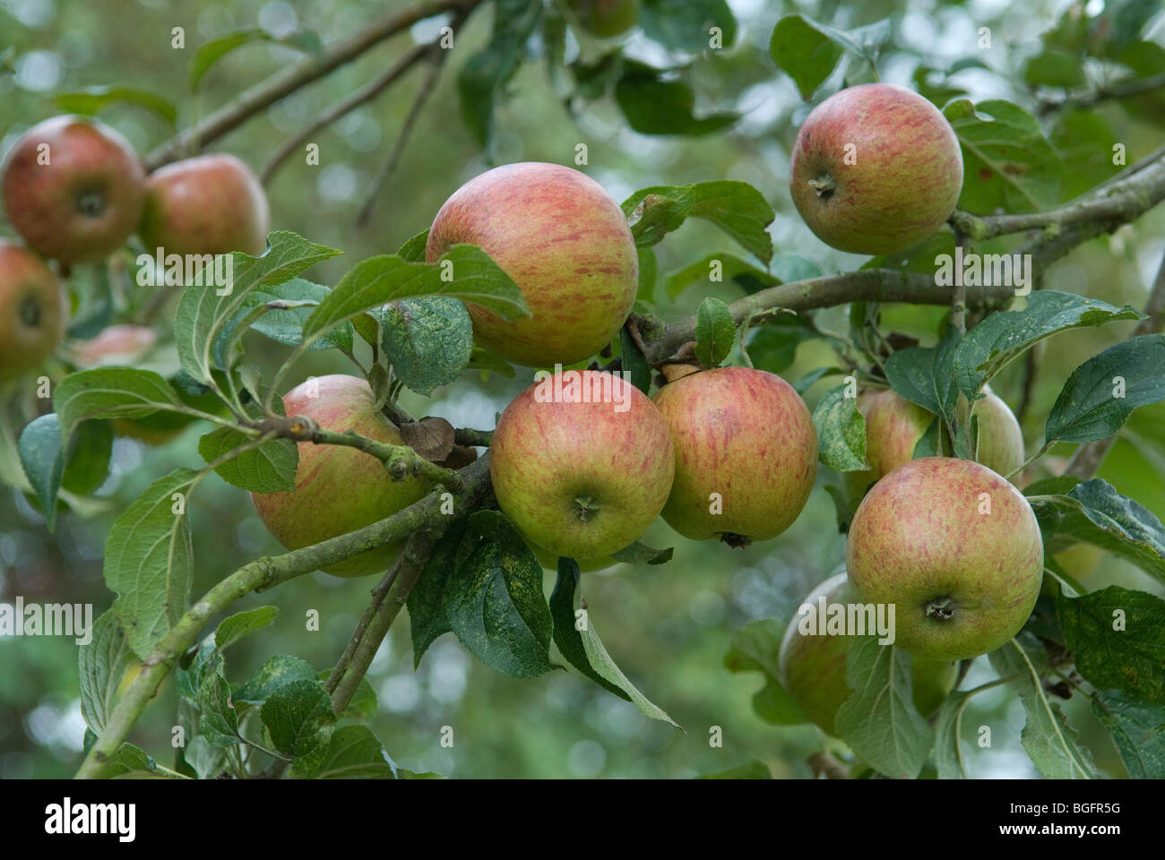 Cider apples on a tree in somerset Stock Photo Alamy