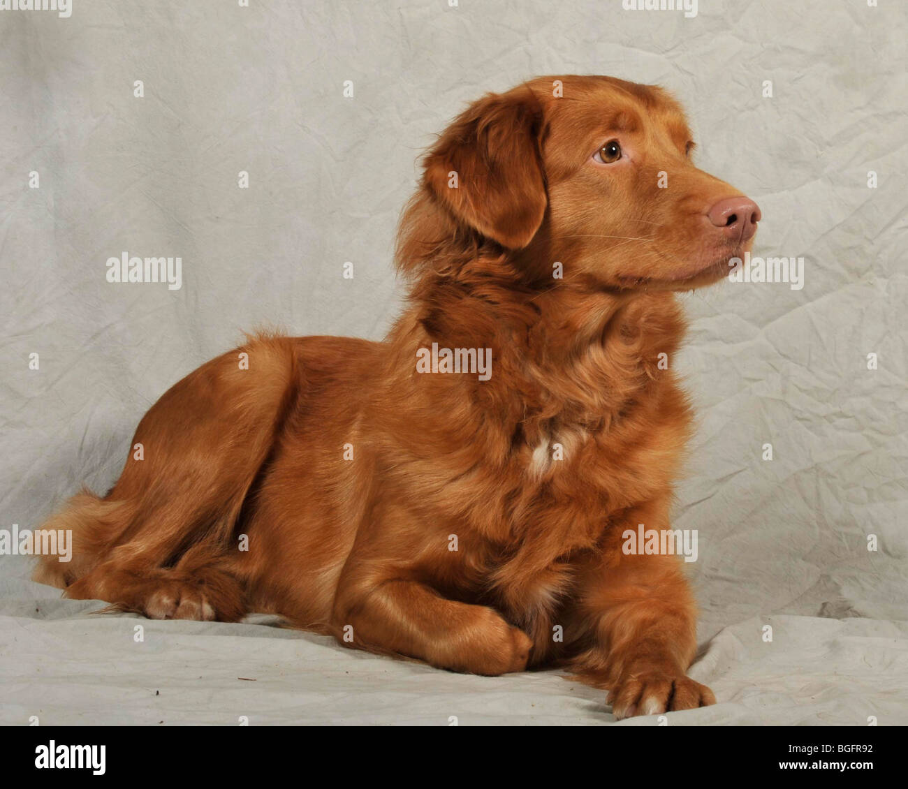 Yarmouth Toller High Resolution Stock Photography And Images Alamy