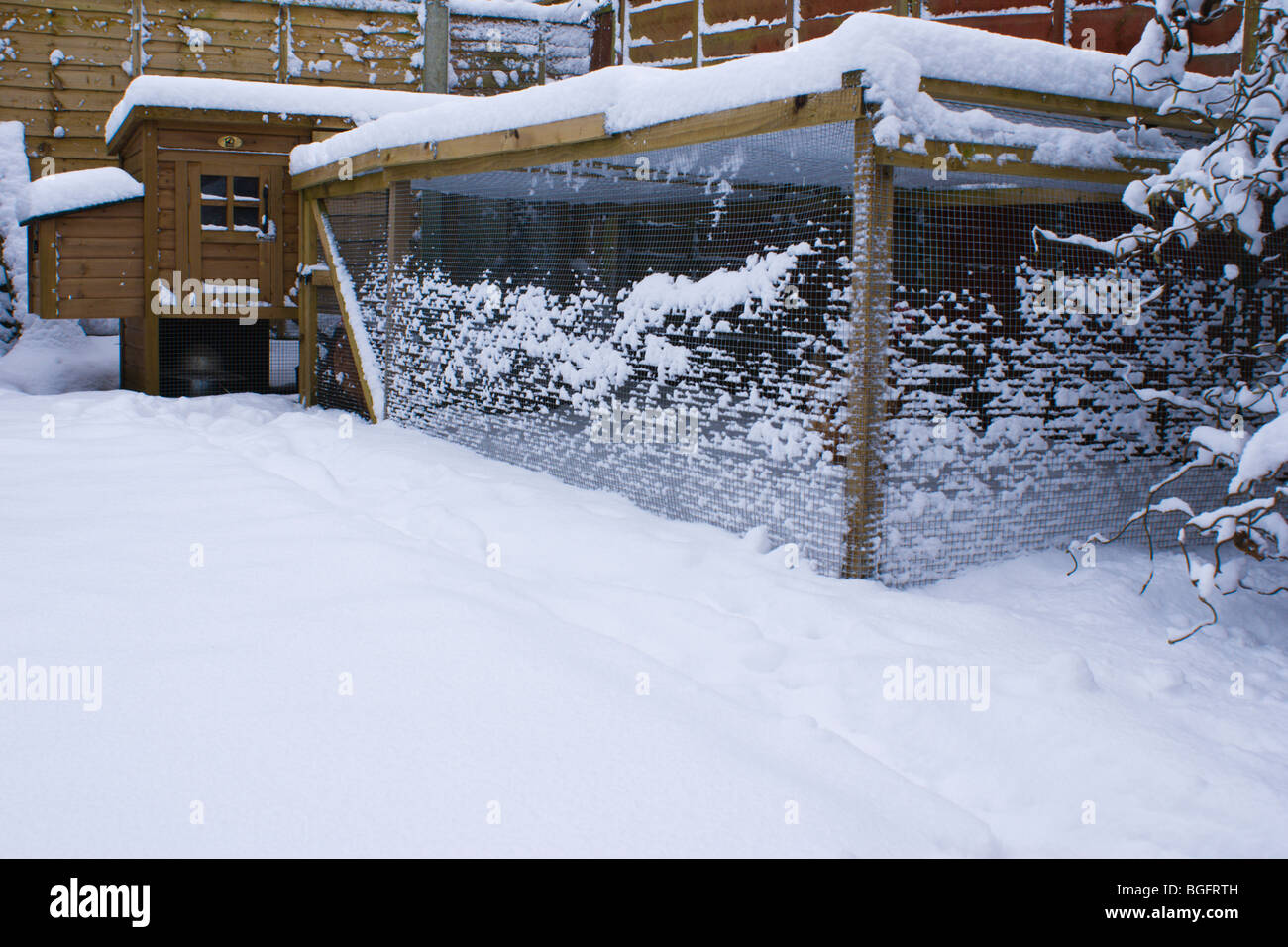 Chicken run covered in winter snow Stock Photo Alamy