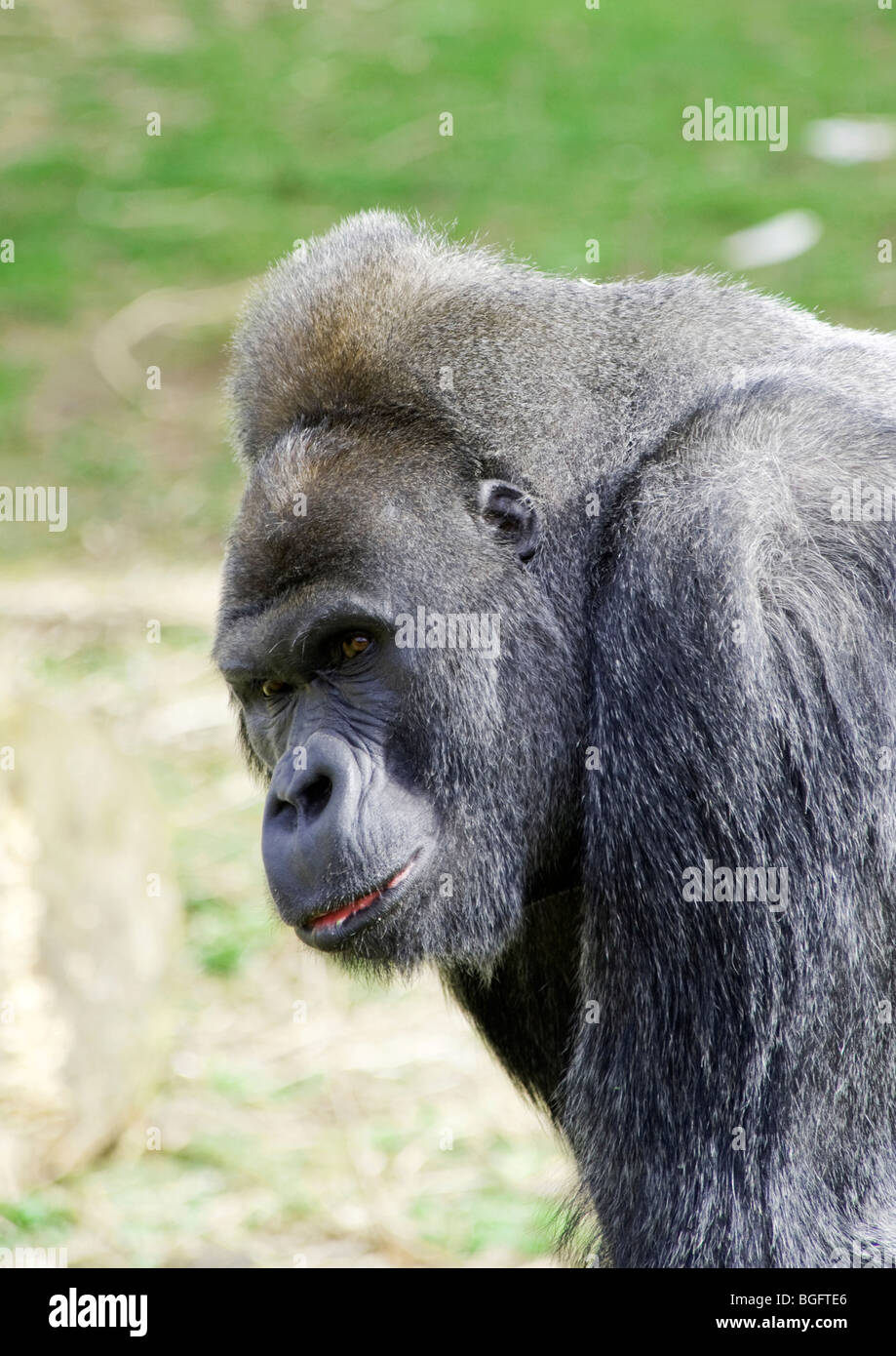 Gorilla Male sitting staring Stock Photo